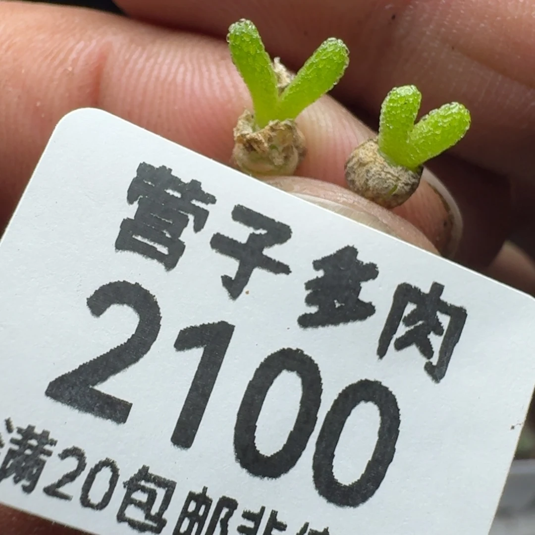 妖奇玉。