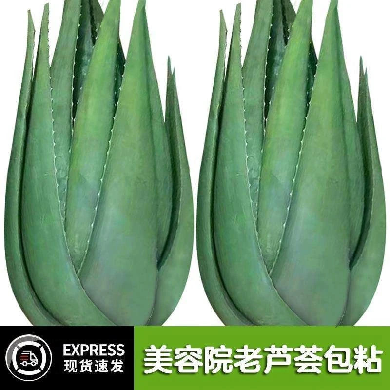 美国库拉索芦荟苗美容院芦荟灌肤专用芦荟盆栽食用室内鲜芦荟植