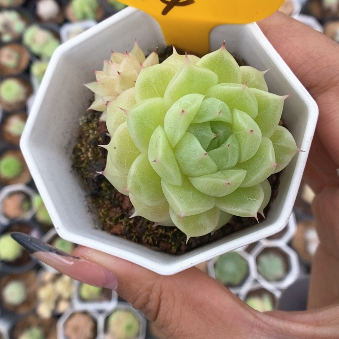 k***n油透麦秆914号。