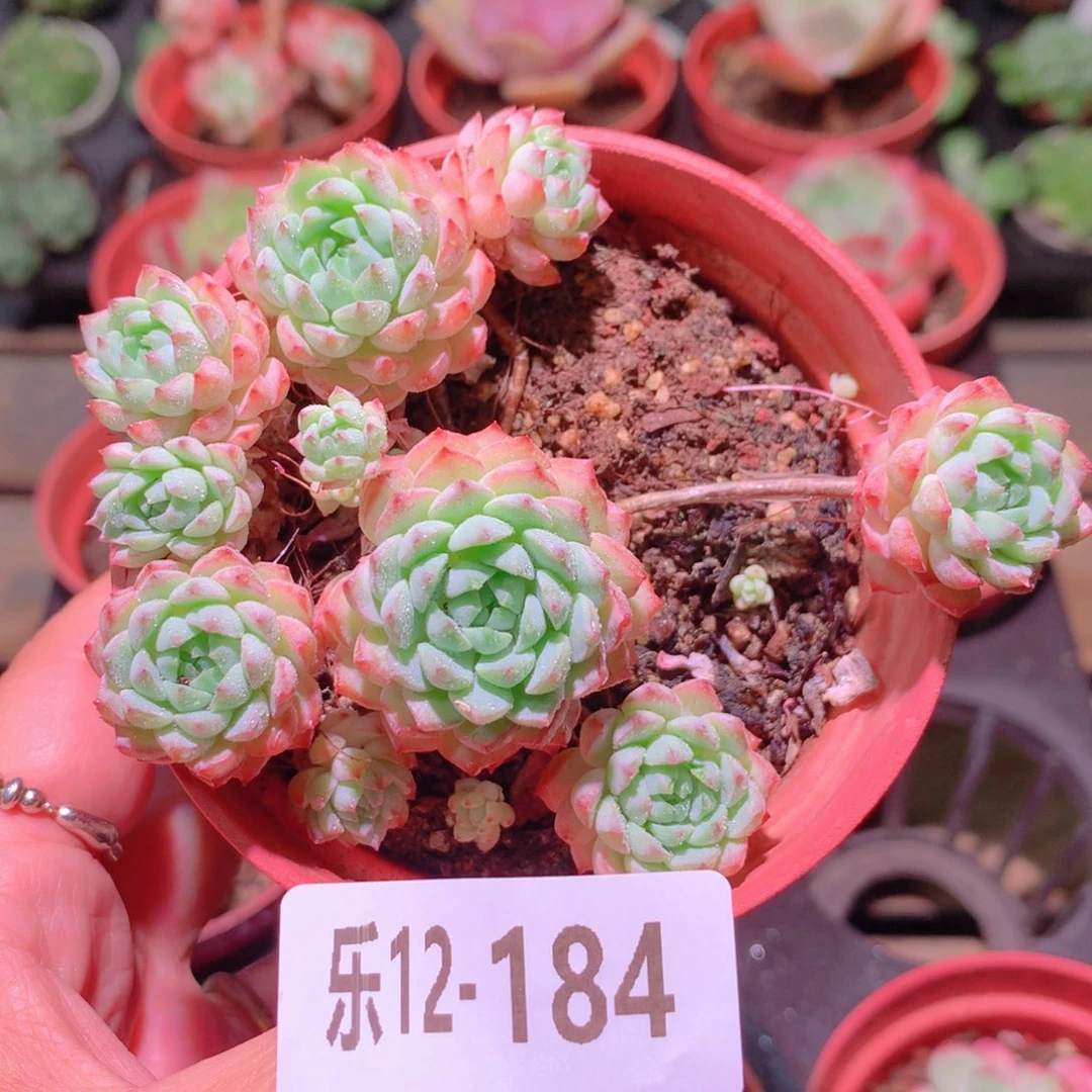 乐然12-184 小粉梅群