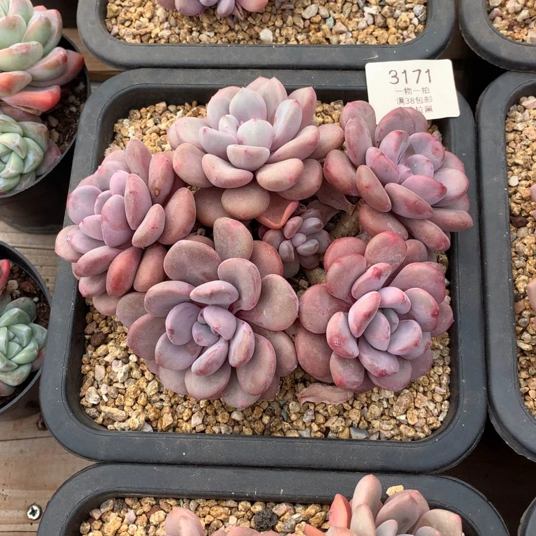 17厘米六头花斑鹿3171