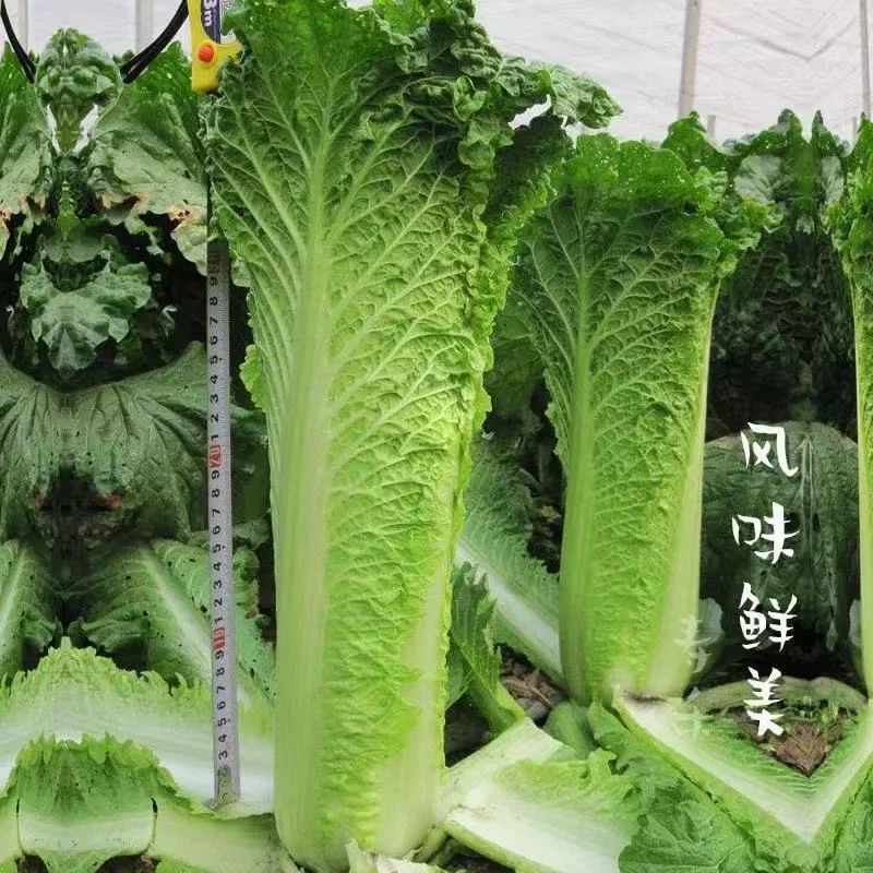 【全店任意满5包包邮】天津青麻叶种子蔬菜