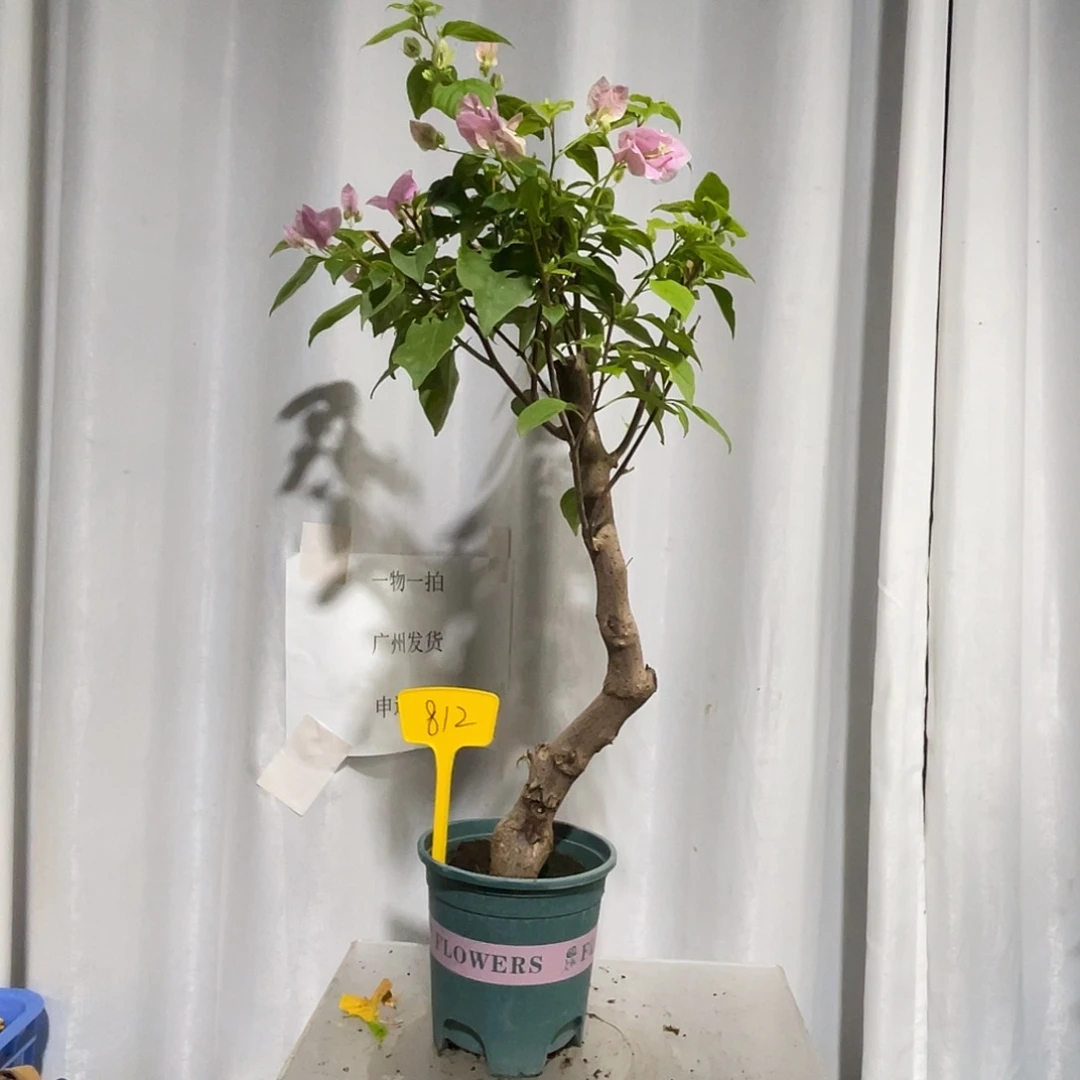 当前无花栽培后可以开花812广红樱桩