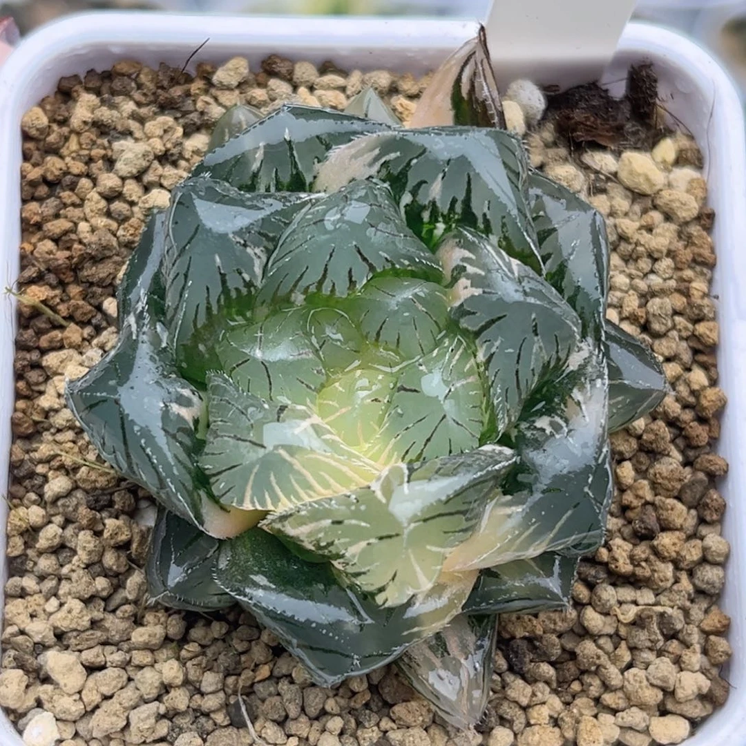 56巨大化特大蓝镜玉露锦福利专场