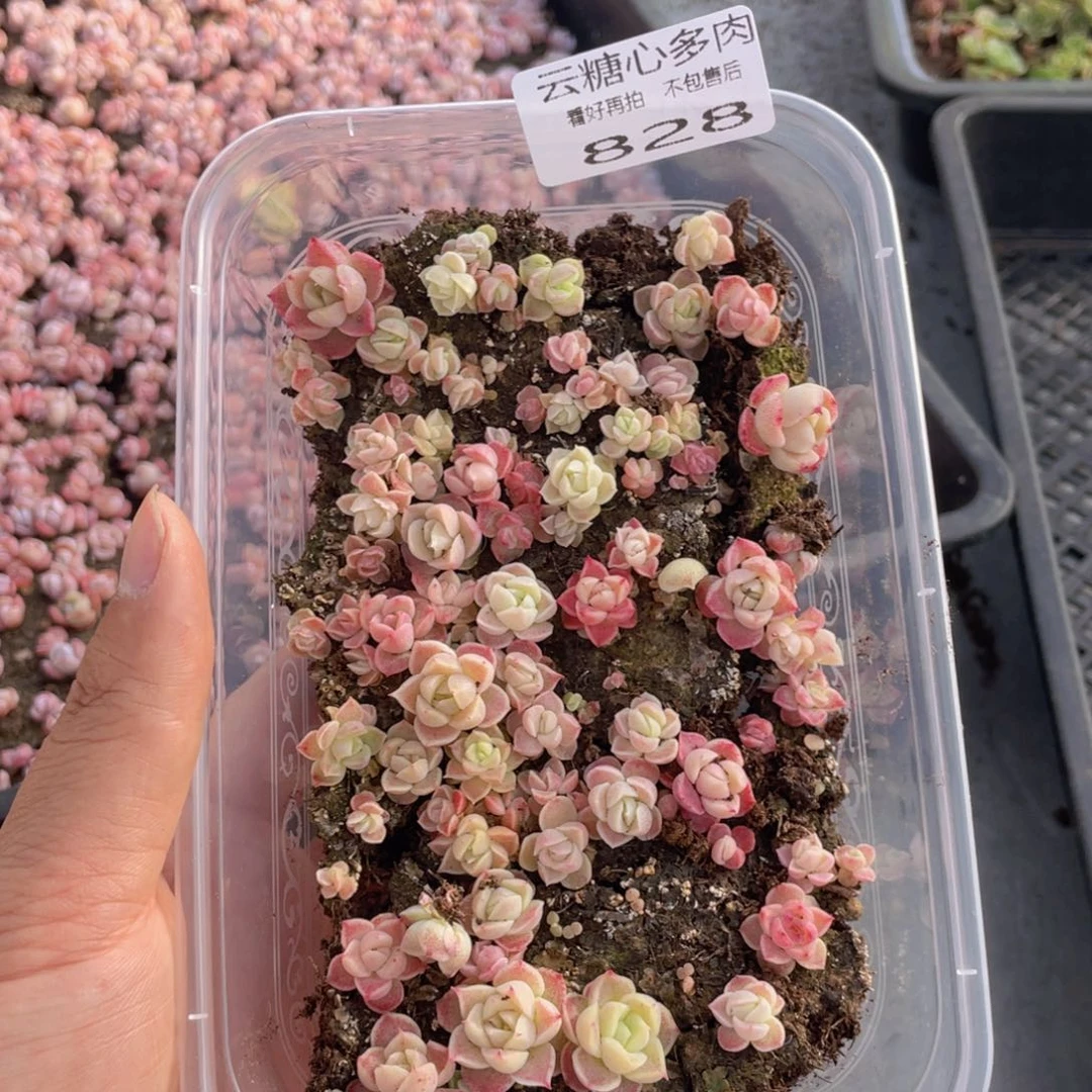云糖心多肉植物828