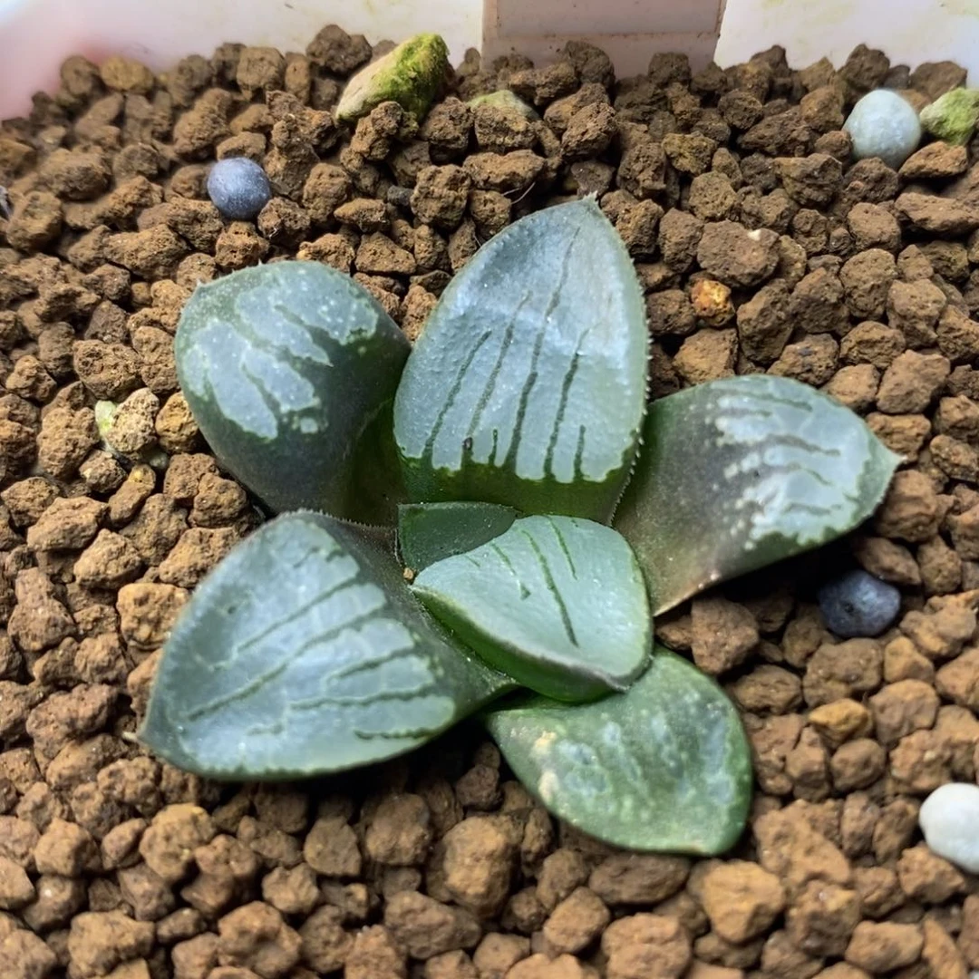 498百鸟朝凤一物一拍