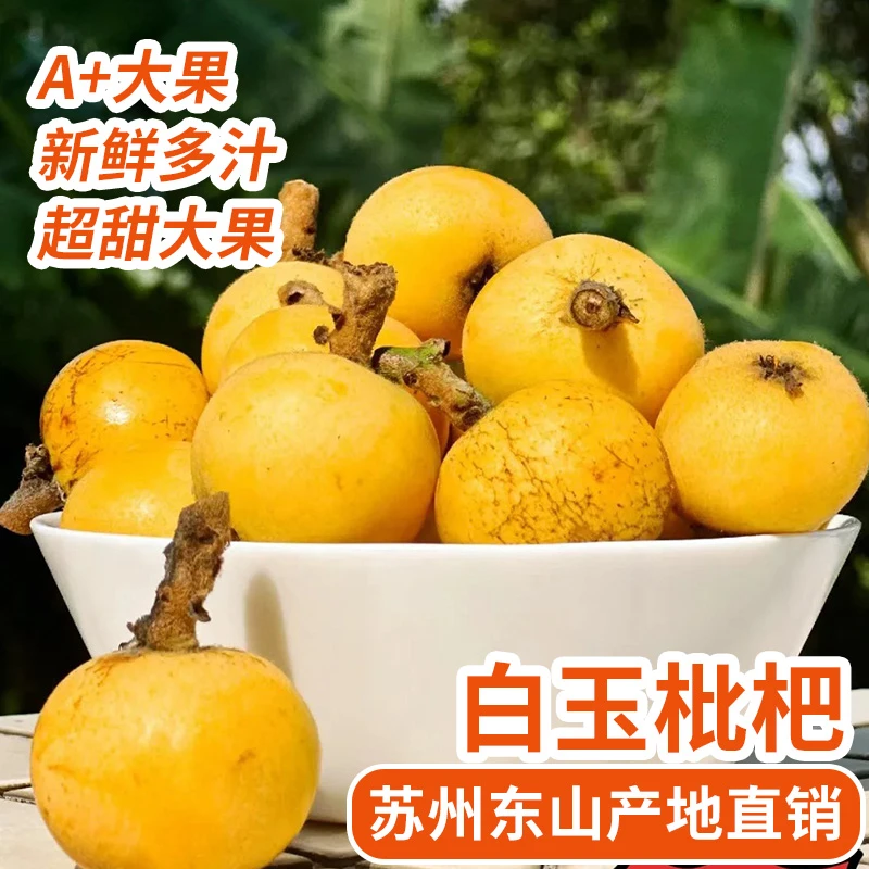 送礼精品特大果正宗苏州东山白玉枇杷超甜皮薄肉厚鲜嫩多汁原产地