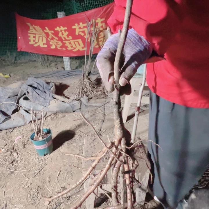当前无花栽培后可以开花花王