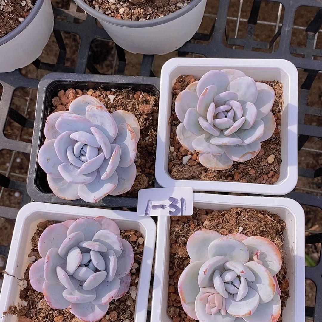 1-31 圆叶雪莲单头一颗量拍