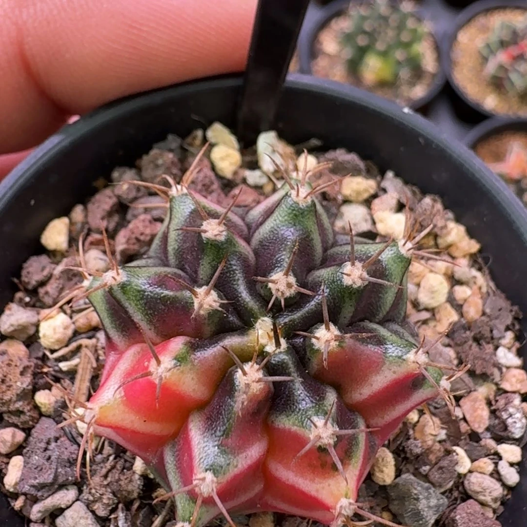 米哈洛维奇仙人球162