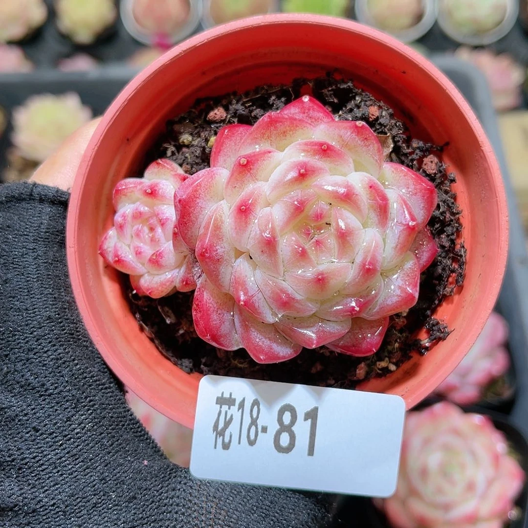 花18-81白桃汽水