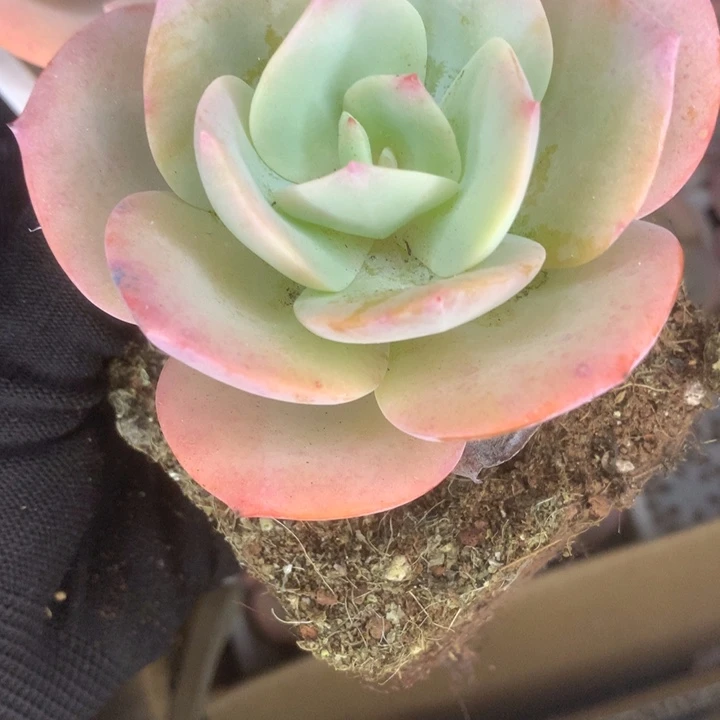 血凤。（满9.99包邮不满9.99发叶子）