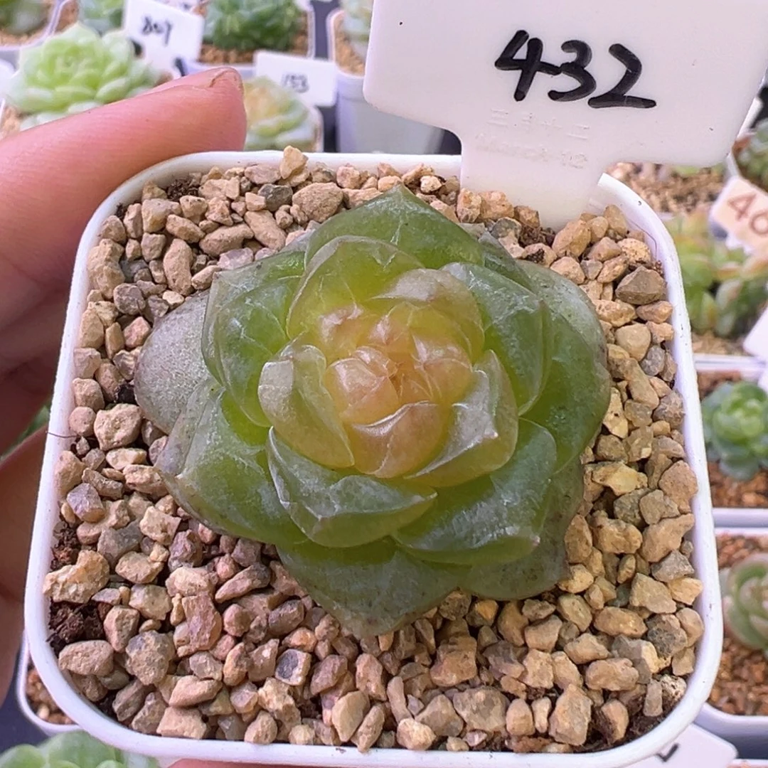 432号星域有晒斑 晗雨多肉