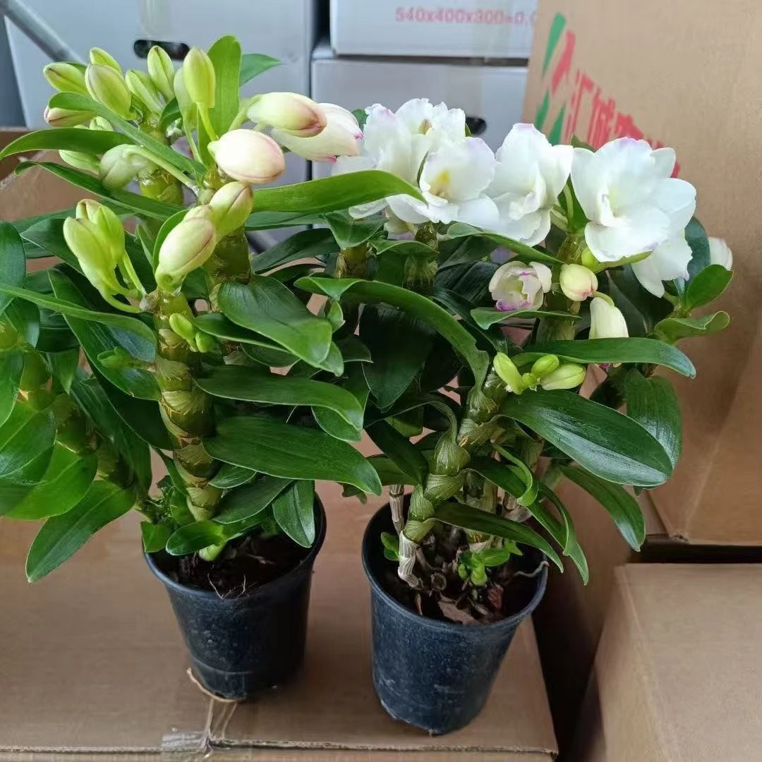 春石斛[3064]室内高端花卉盆栽