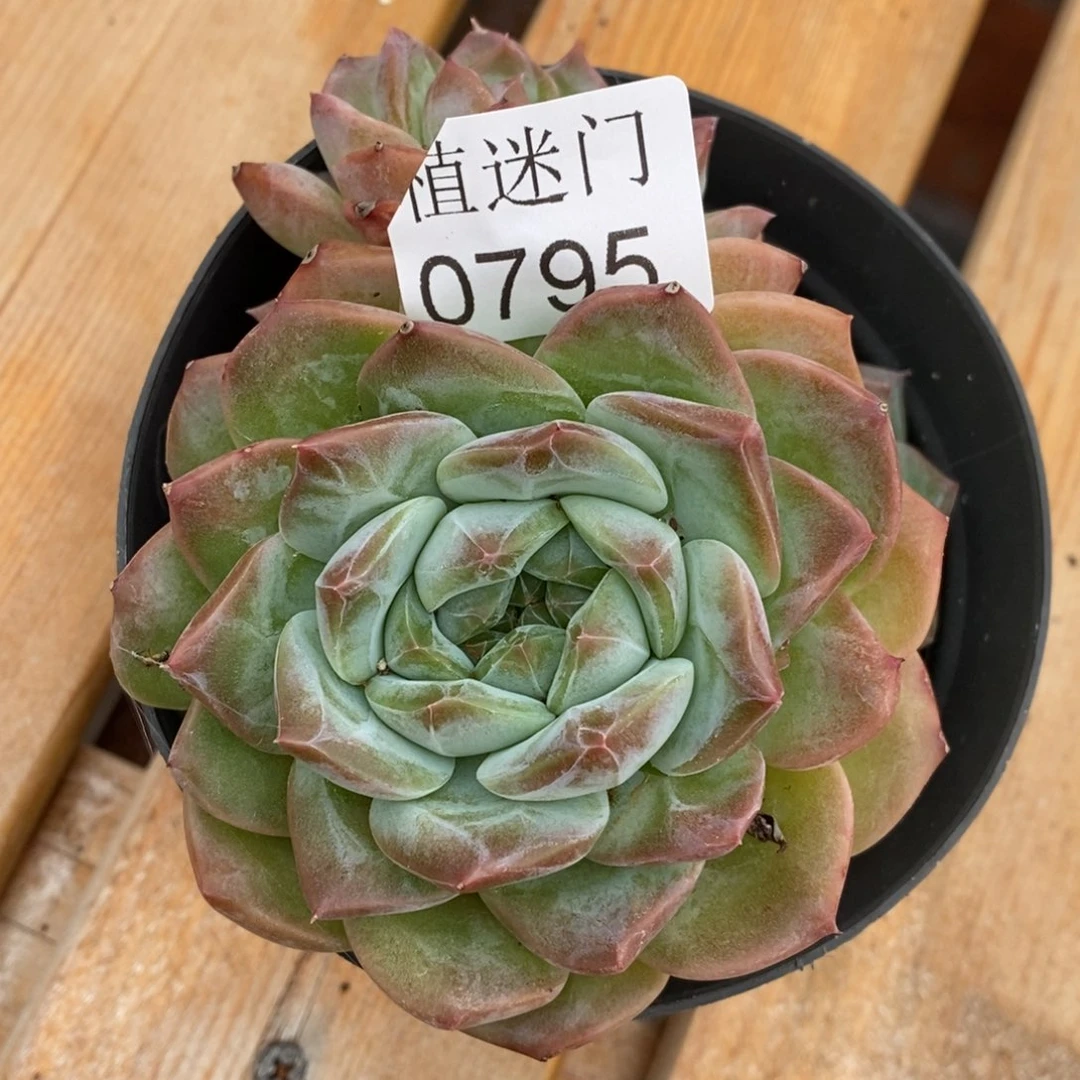 小***头杂交精品多肉0795~12厘米