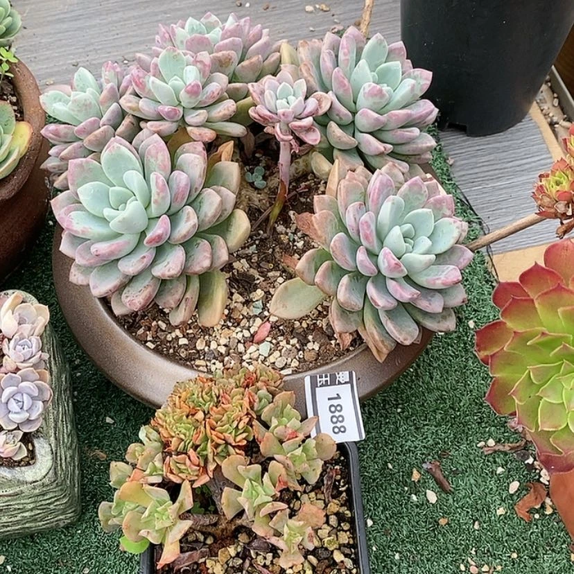 【闪购商品】s****6花斑鹿黑鹰1888