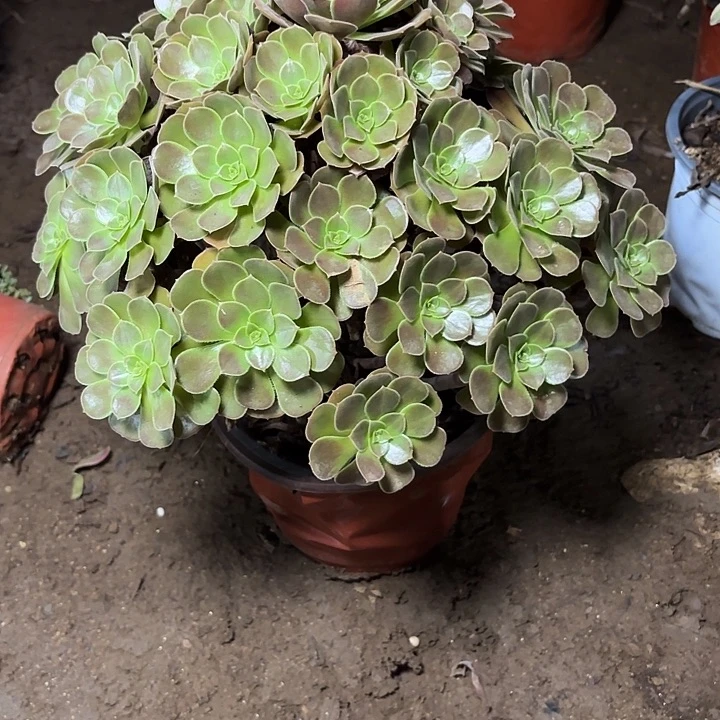 多肉植物荷兰玫瑰87