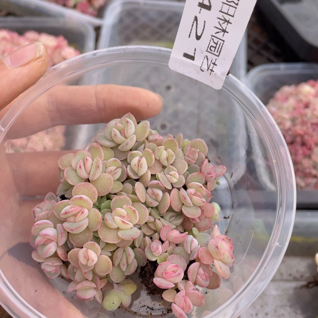 多肉植物多肉植物421