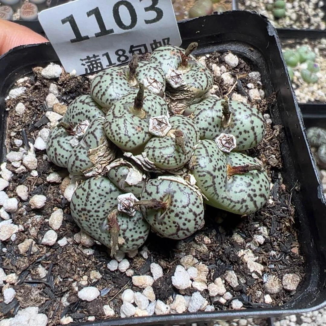 【闪购商品】 1103。