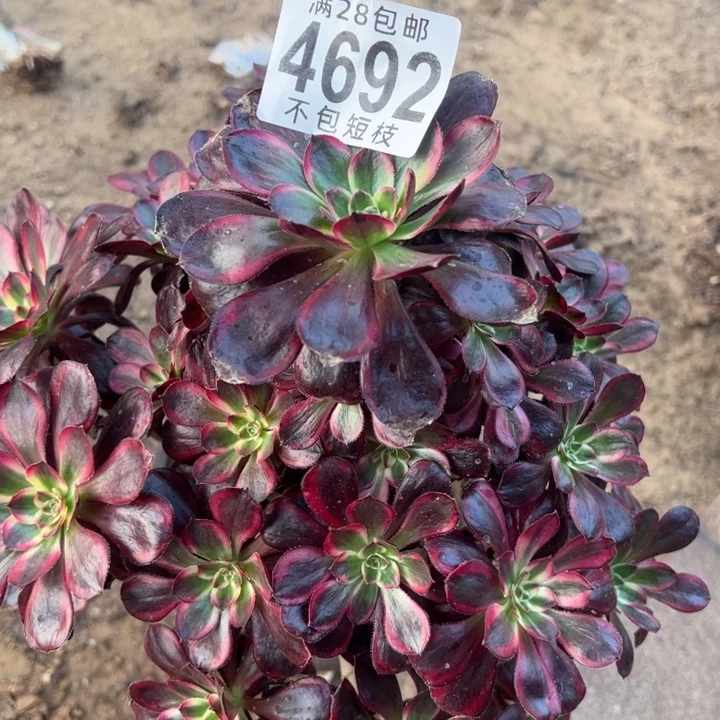 香丽多肉植物法师4692有断枝