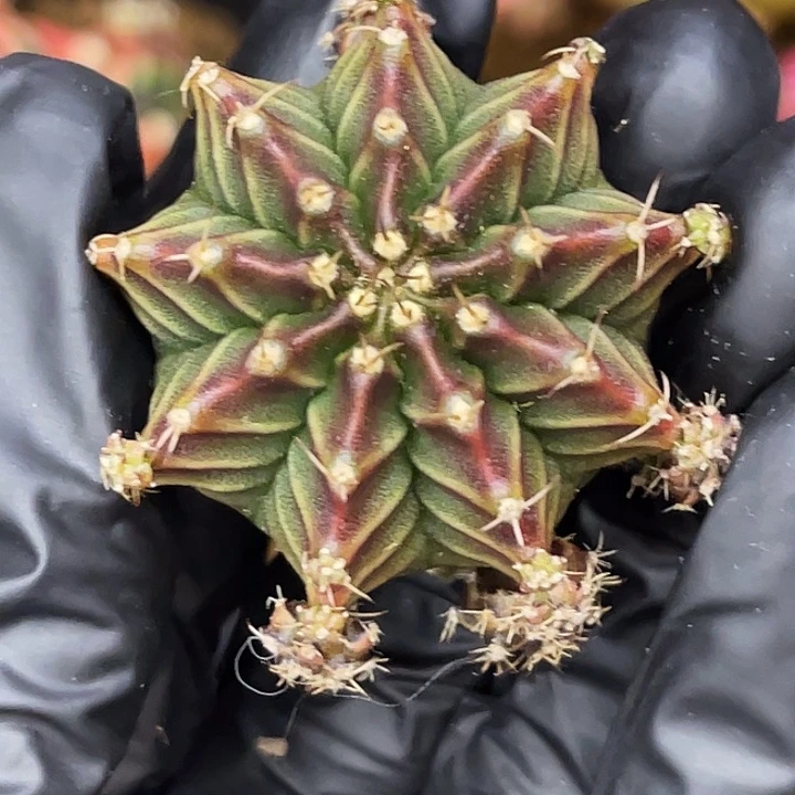 红蜘蛛 一物一拍