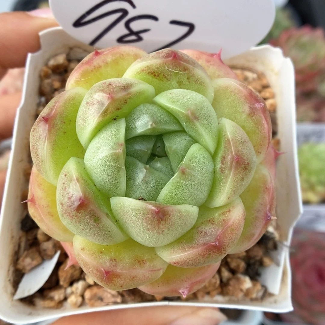 油透麦秆可拍987号。