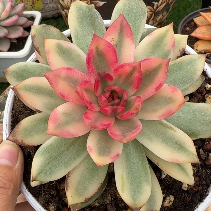 1943火焰山锦多肉植物
