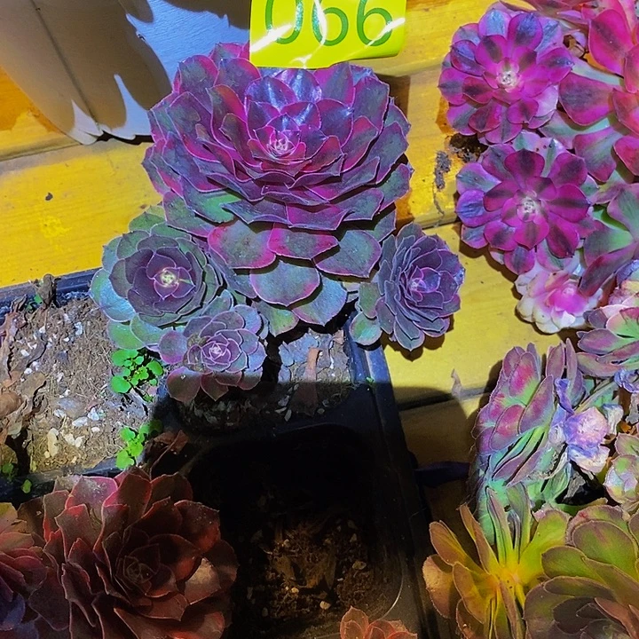 玄***月0066多肉植物中奖