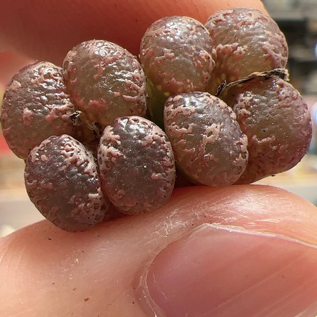 【闪购商品】91 蝴蝶