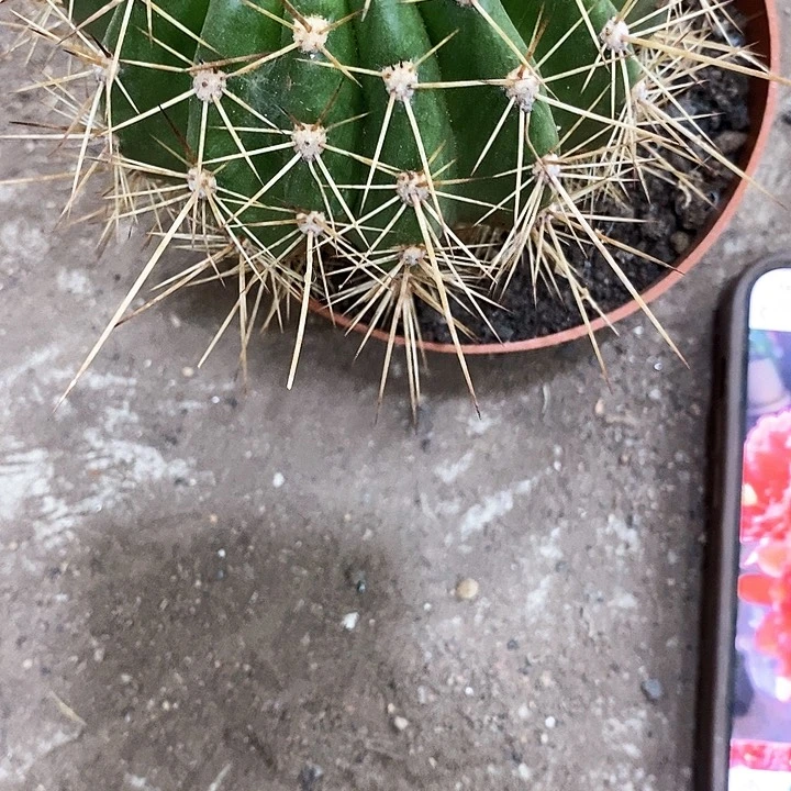 大颗容耀，8-12公分左右