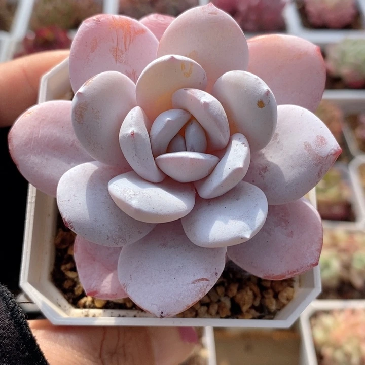 雪莲 韩货精品666