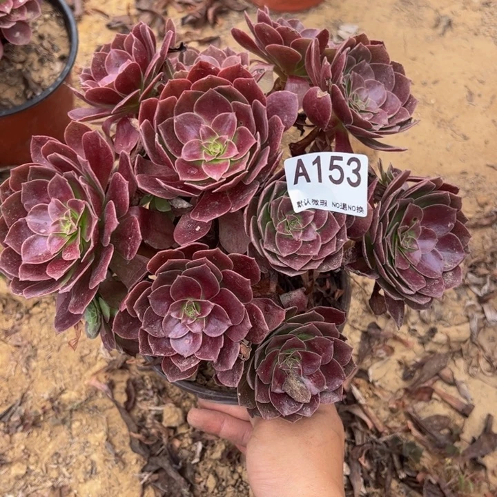 黑魔多肉植物153.