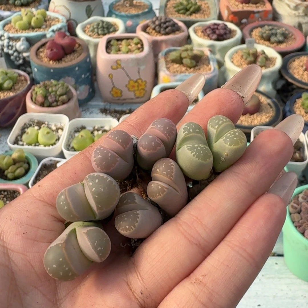 双头橄榄玉3颗， ， ，