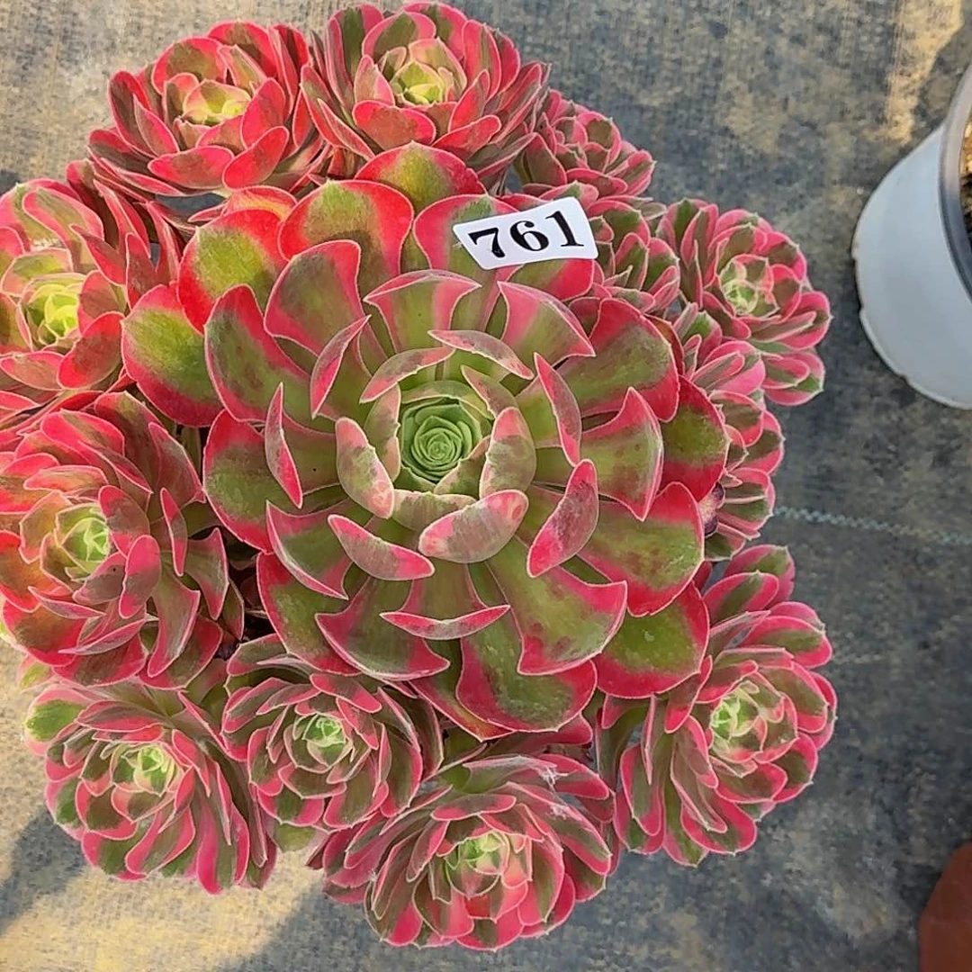 761粉女郎嫩桩多肉植物