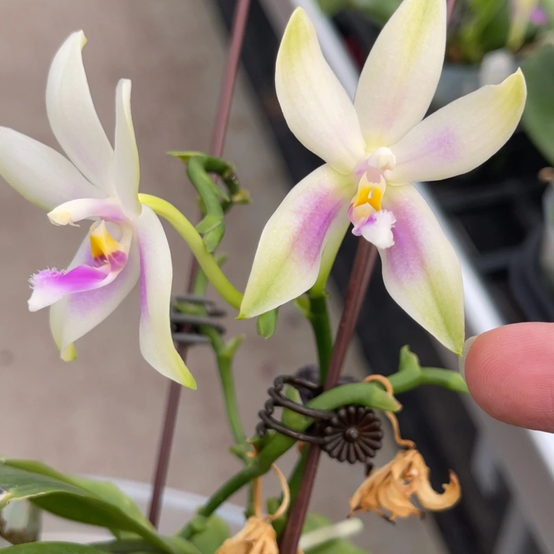 完全开放香妃-669