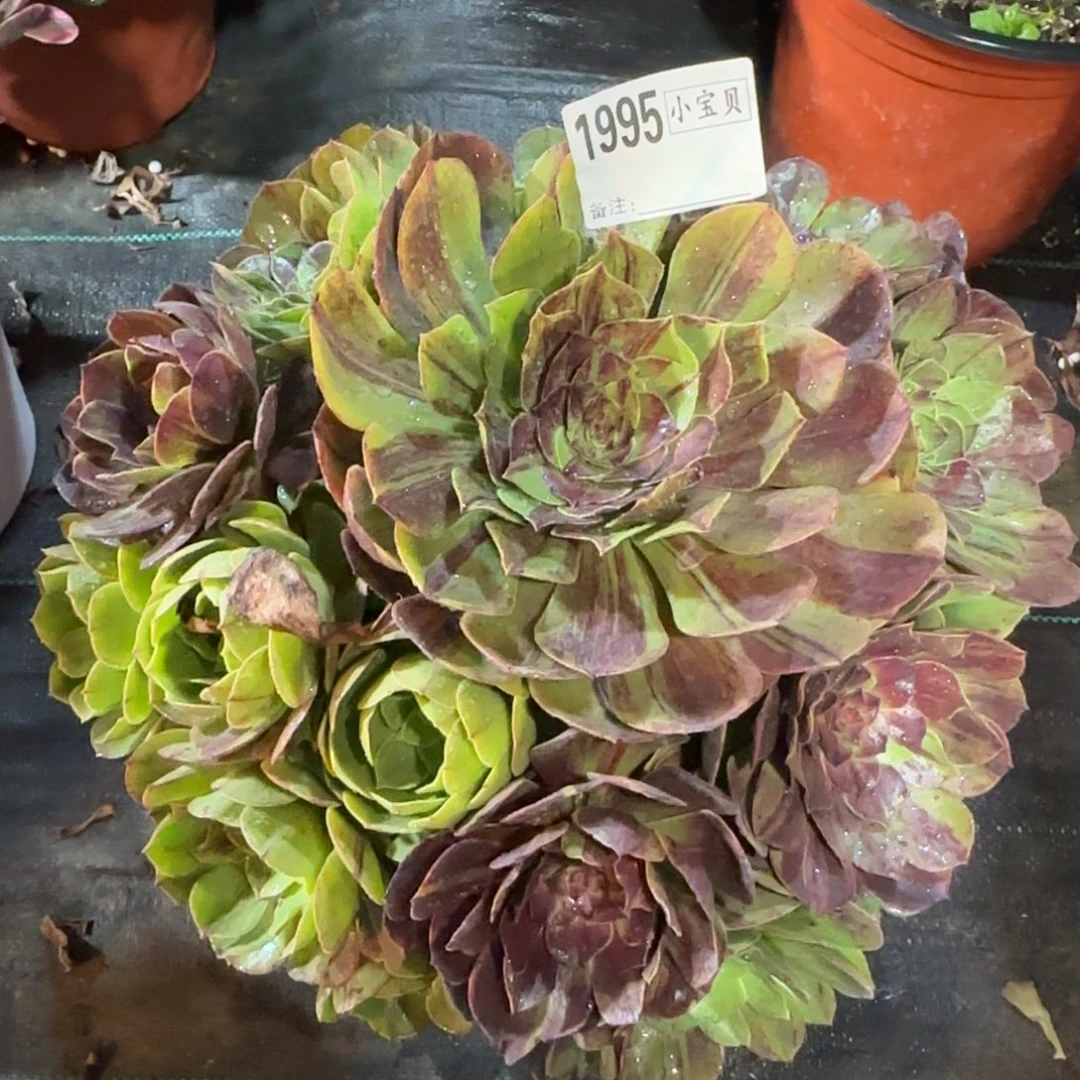 花月夜多肉黑腐多肉1995多肉