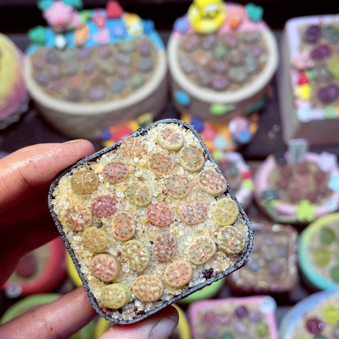 442生石花带盆发1