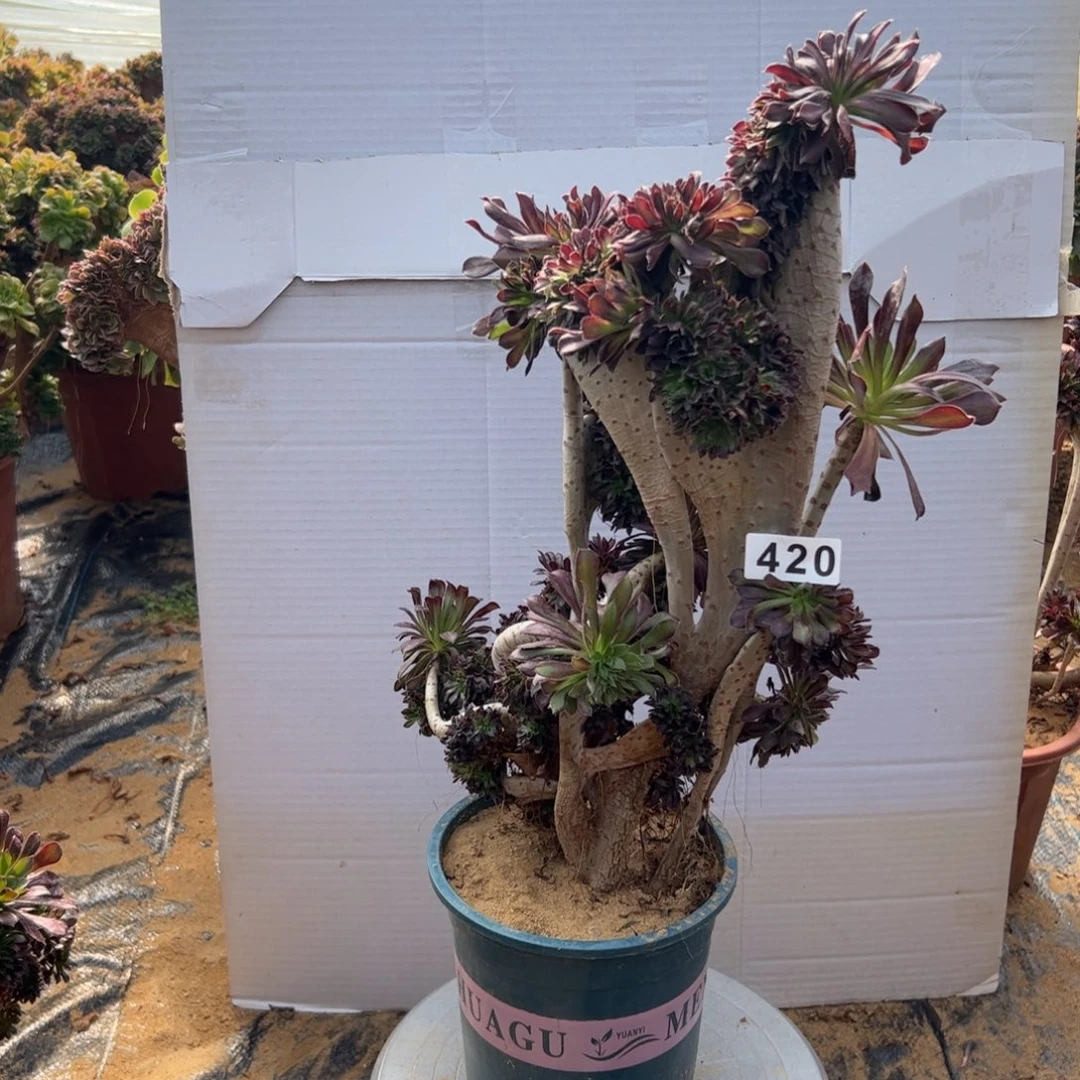 有伤黑缀428高40