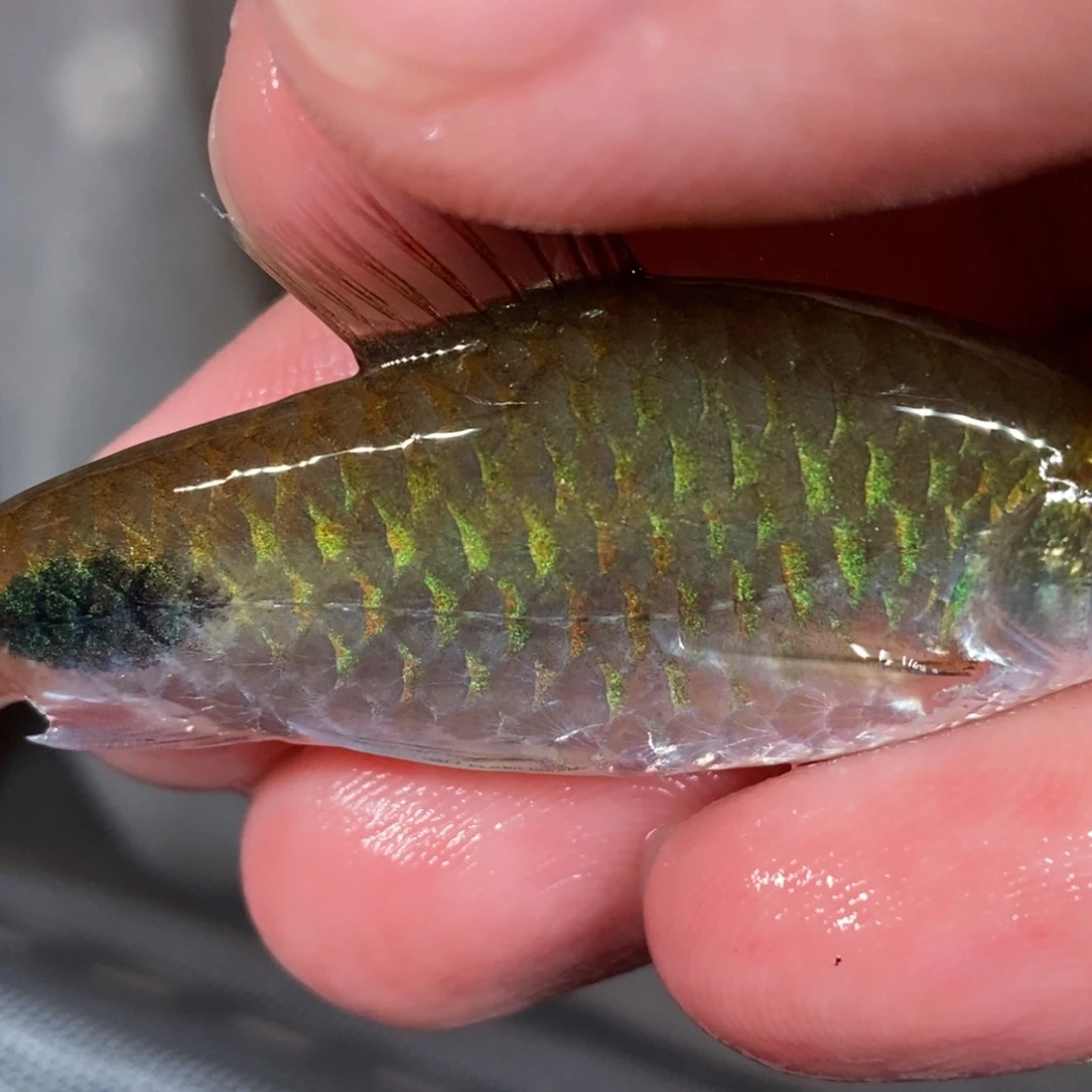 海水鱼道金斯鲃 紫红两点