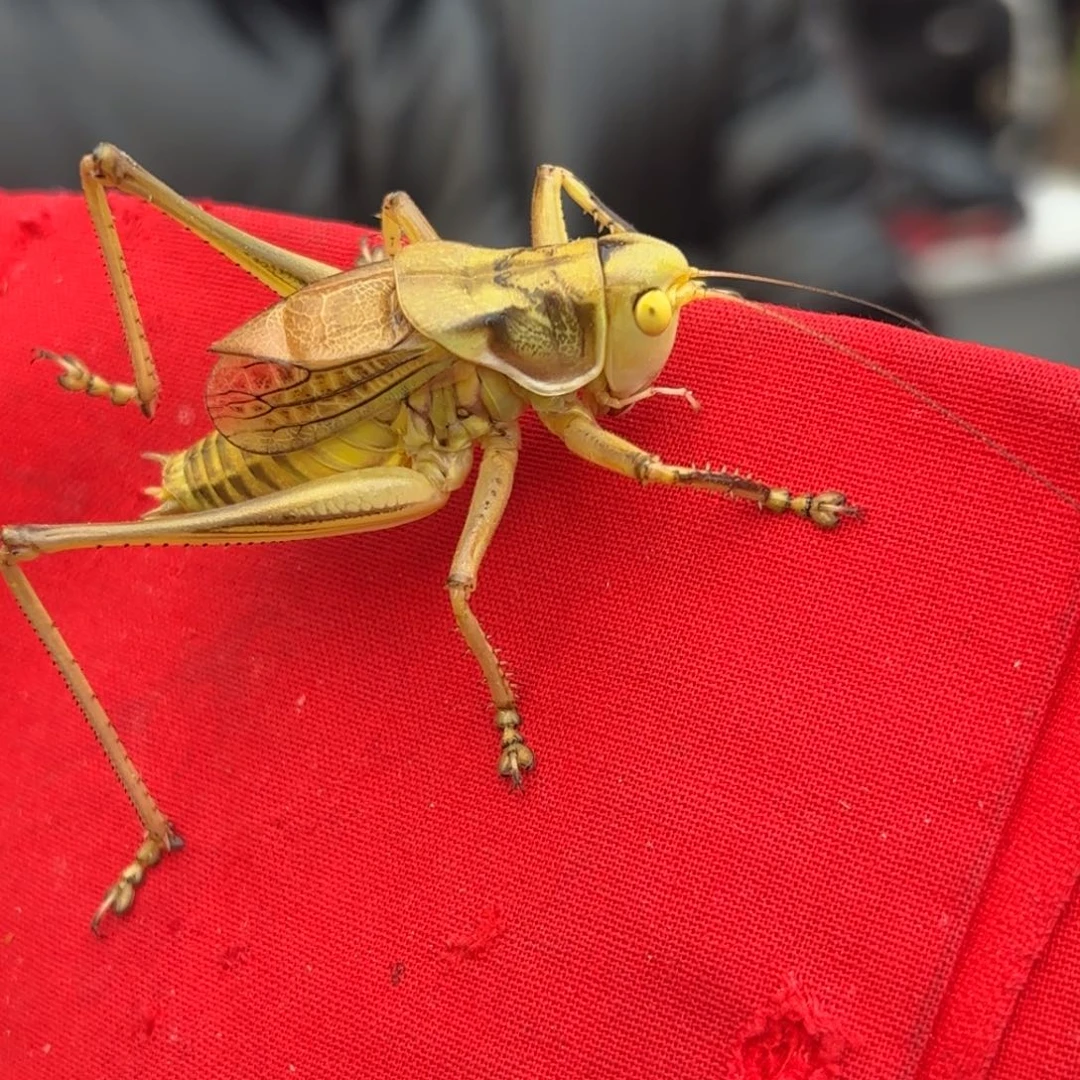 斌***子蝈蝈蝈蝈福福价格