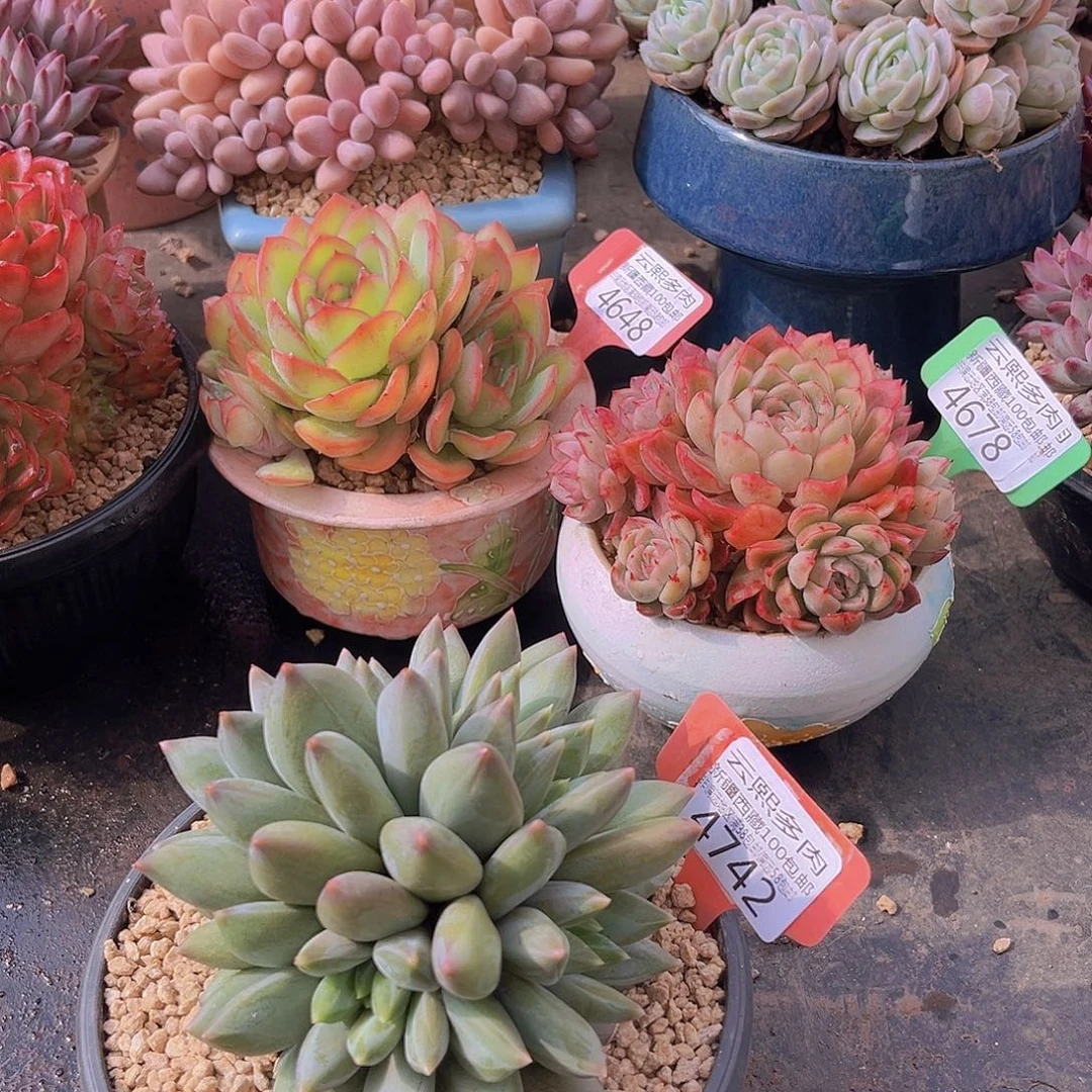 4742重楼美人多肉植物