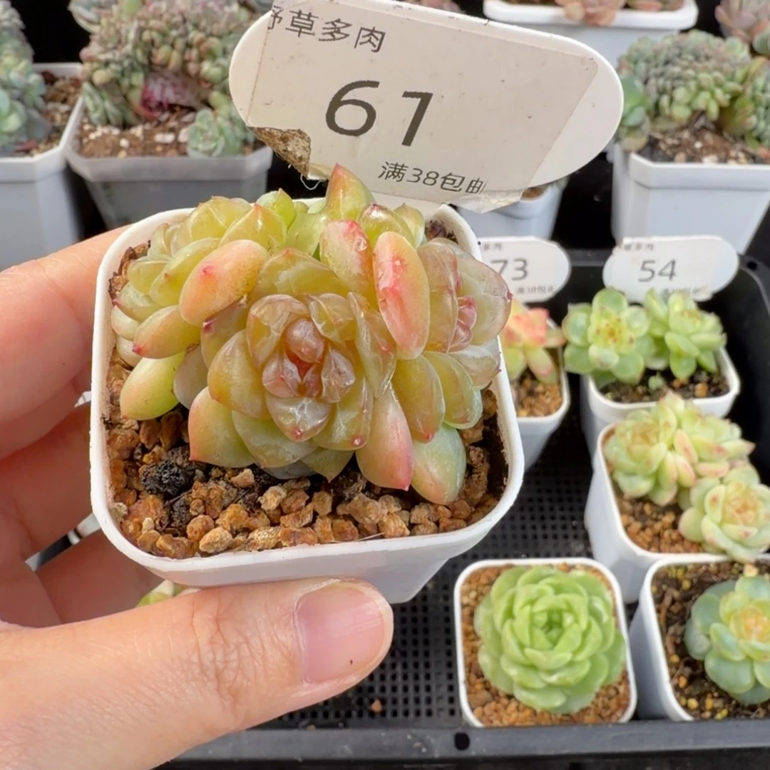 星星月三头群61号一颗