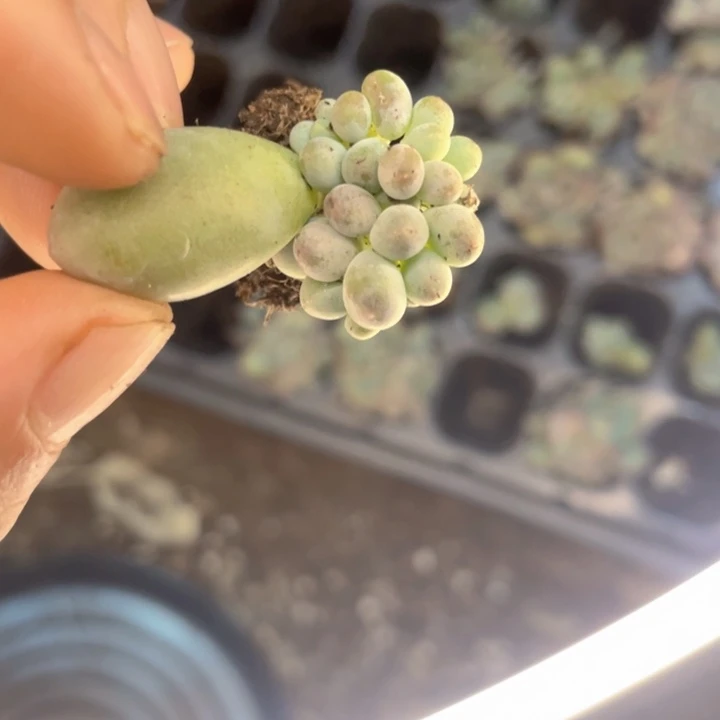 汤圆群多头随机发满18包邮