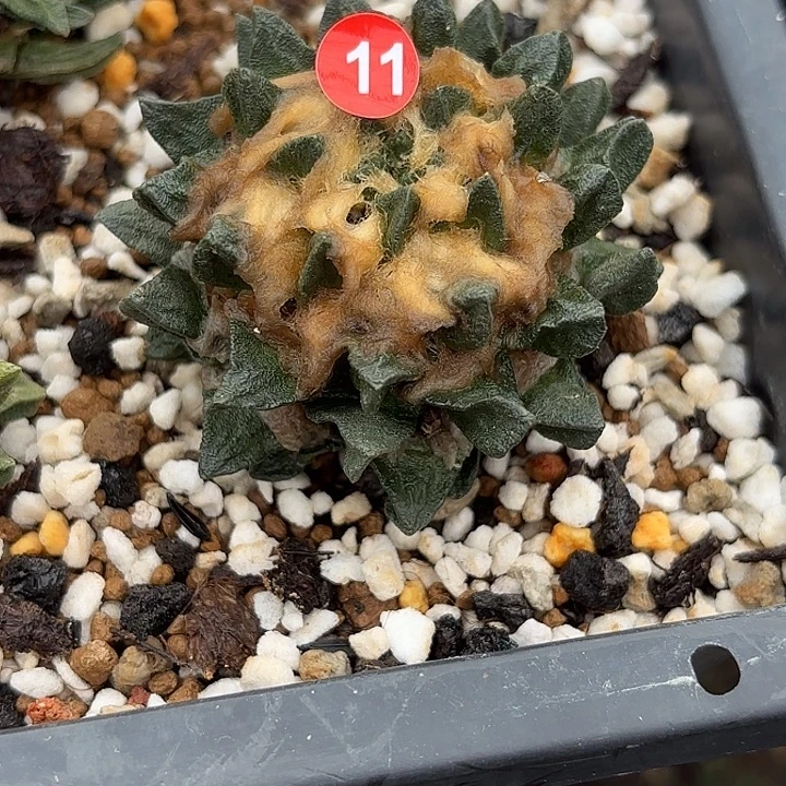 珍***版袖蒲苗接落地仙人球11