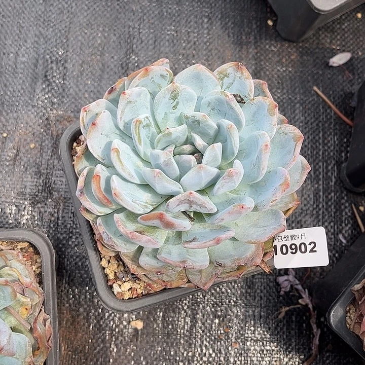 阿雅园艺。      902梦露