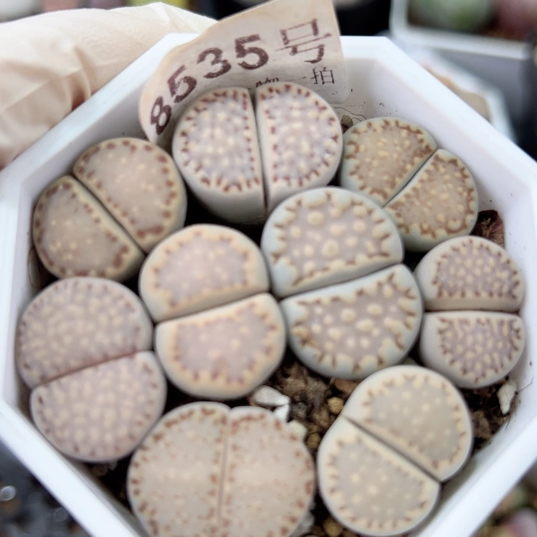 8535 好养易活生石花大母本6.5cm盆饼干