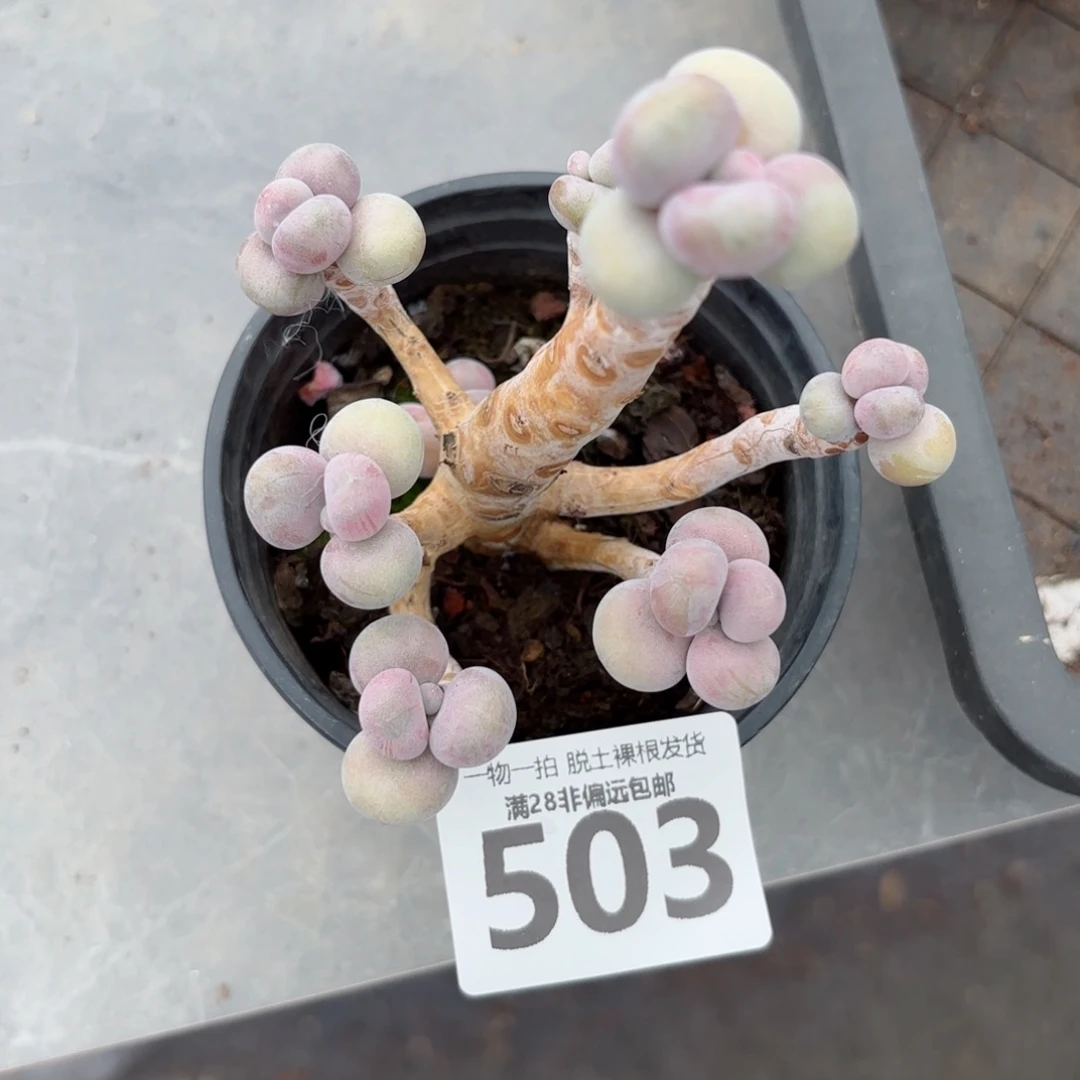 老树腰子蛋老桩无盆土发货