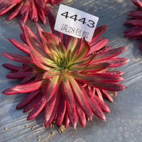 朱雀多肉多肉4443