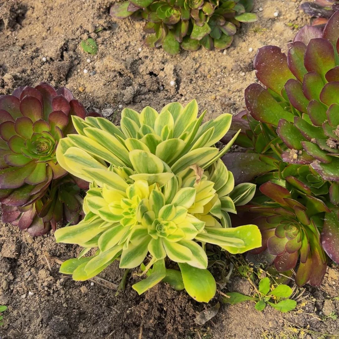 欣妮呀多肉植物捧花的