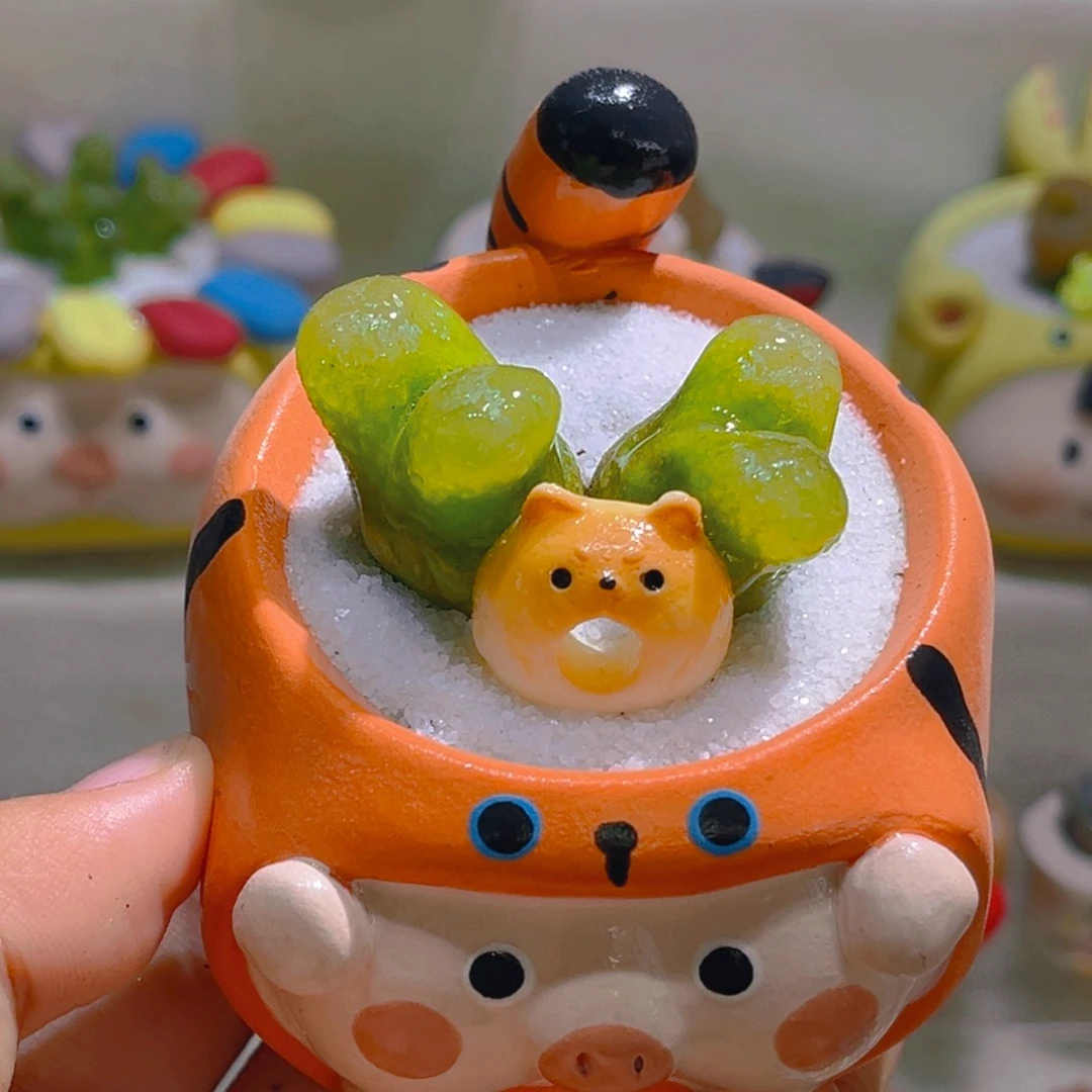 021高端多肉带盆土一套48